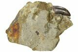 Serrated, Tyrannosaur Tooth in Rock - Montana #113766-1